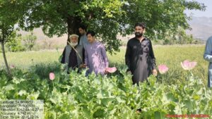 Crackdown Against Narcotics in Bajaur!  Poppy Crop Cultivated on 10 Kanal Eradicated